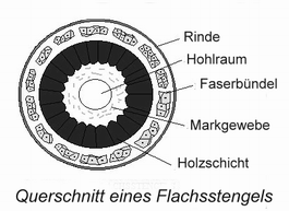 Flachsstängel Querschnitt